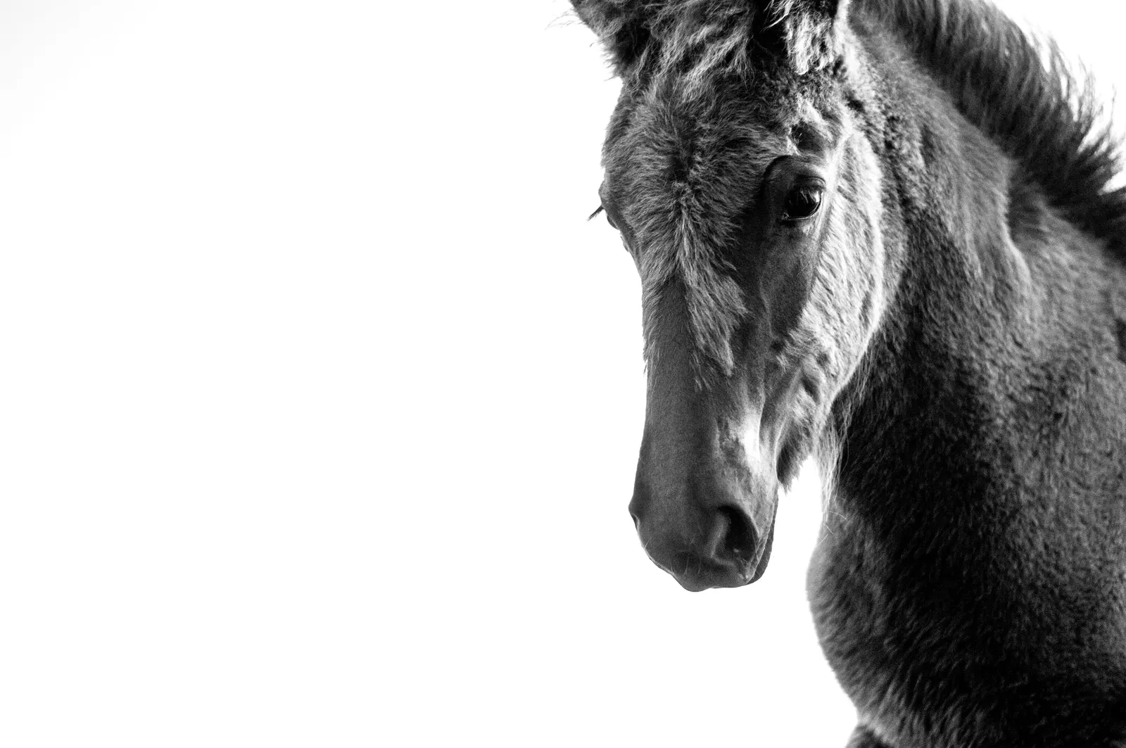 IJslandse paarden