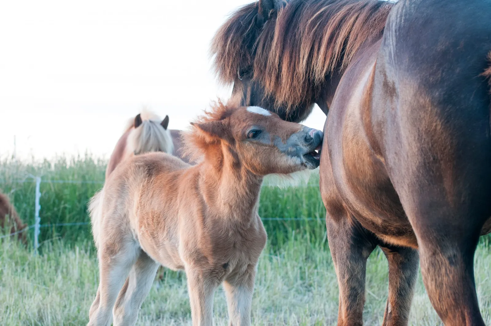 IJslandse paarden op het strand