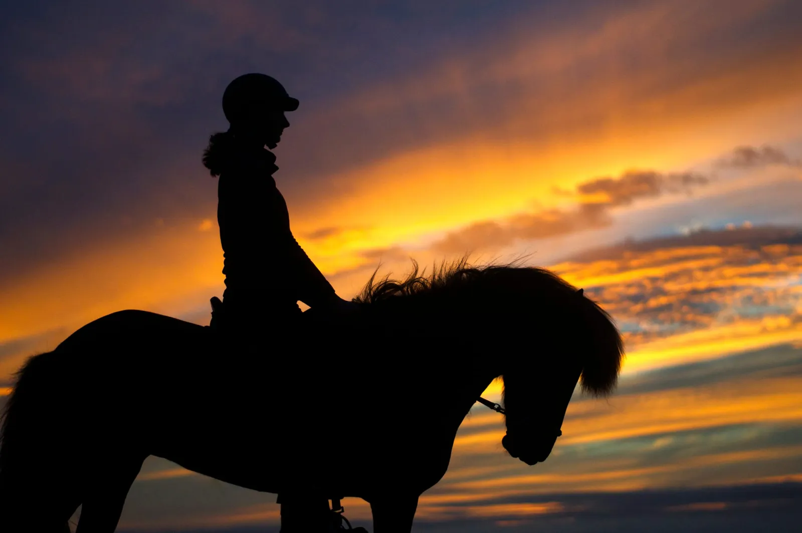 IJslandse paarden