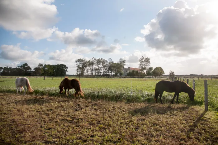 Paarden in de wei